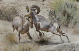 DSC_9554cC.jpg