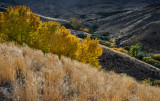 DSC_0821a.jpg