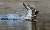 DSC_1490aC.jpg