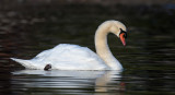DSC_2130a.jpg