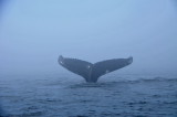 Baleines aux Bergeronnes