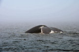 Baleines aux Bergeronnes