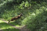 biche au Champ du Feu (alsace)