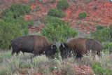 Caprock Canyon SP Bison