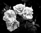 DSC01621.jpg