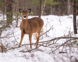 Chevreuils / Deers