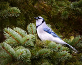 Geai à lécoute / Jay listening