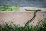 DSC00271-2.jpg