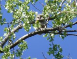 Barred owlet - Pheasant Branch Conservancy, Middleton, WI  2013-05-12 