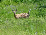 White-tailed deer - Necedah National Wildlife Refuge, WI - June 14, 2013