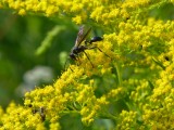 Insect on goldenrod - Stewart Lake, Mount Horeb, WI - July 8, 2013 