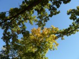 Tree - southern WI - October 4, 2010