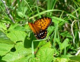 Regal fritillary - Schurch Thomson Prairie, Iowa County, WI - July 4, 2014