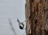 Black-capped chickadee on stump - Strickers Pond, Middleton, WI -  2014-05-08