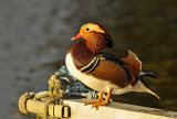 Mandarin Duck - Mandarinand,