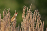 Great Reed Warbler  - Trastsångare