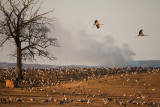 Common crane - trana