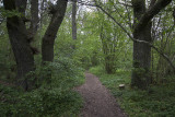 One of the paths in Albrunna lund - En av stigarna i Albrunna lund