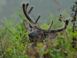  Blackberry Buck
