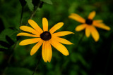  Black Eyed Susan  