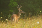 Eight Point Morning