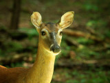 Miss Doe 