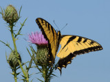  Tiger Swallowtail 