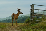 The Deer Gate