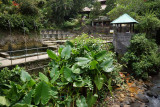 Air Panas Banjar (Holy Hot Spring)