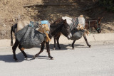 Donkeys