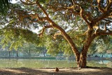 Lakeside Tree