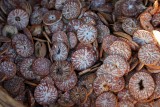 Betel Nuts