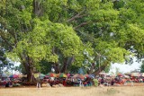 Bayan Trees & Vendors