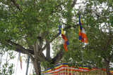 Sri Maha Bodhi