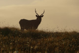 Sambar Deer