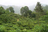 Tea plantaion