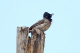 Red-vented Bulbul