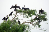 Oriental Darter