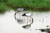 Asian Openbill
