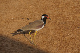 Red-wattled Lapwing