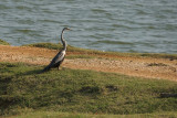 Oriental Darter
