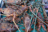 Sea food for order