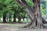 Trees