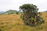 Rhododendron arboreum tree