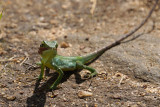 Calotes nigrilabris lizard