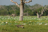 Crockdile