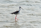 Black-winged Stilt