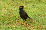 Common Myne