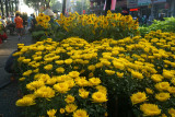 Flowers for sell