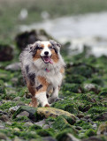 Beach_Dogs_003_72pi.jpg